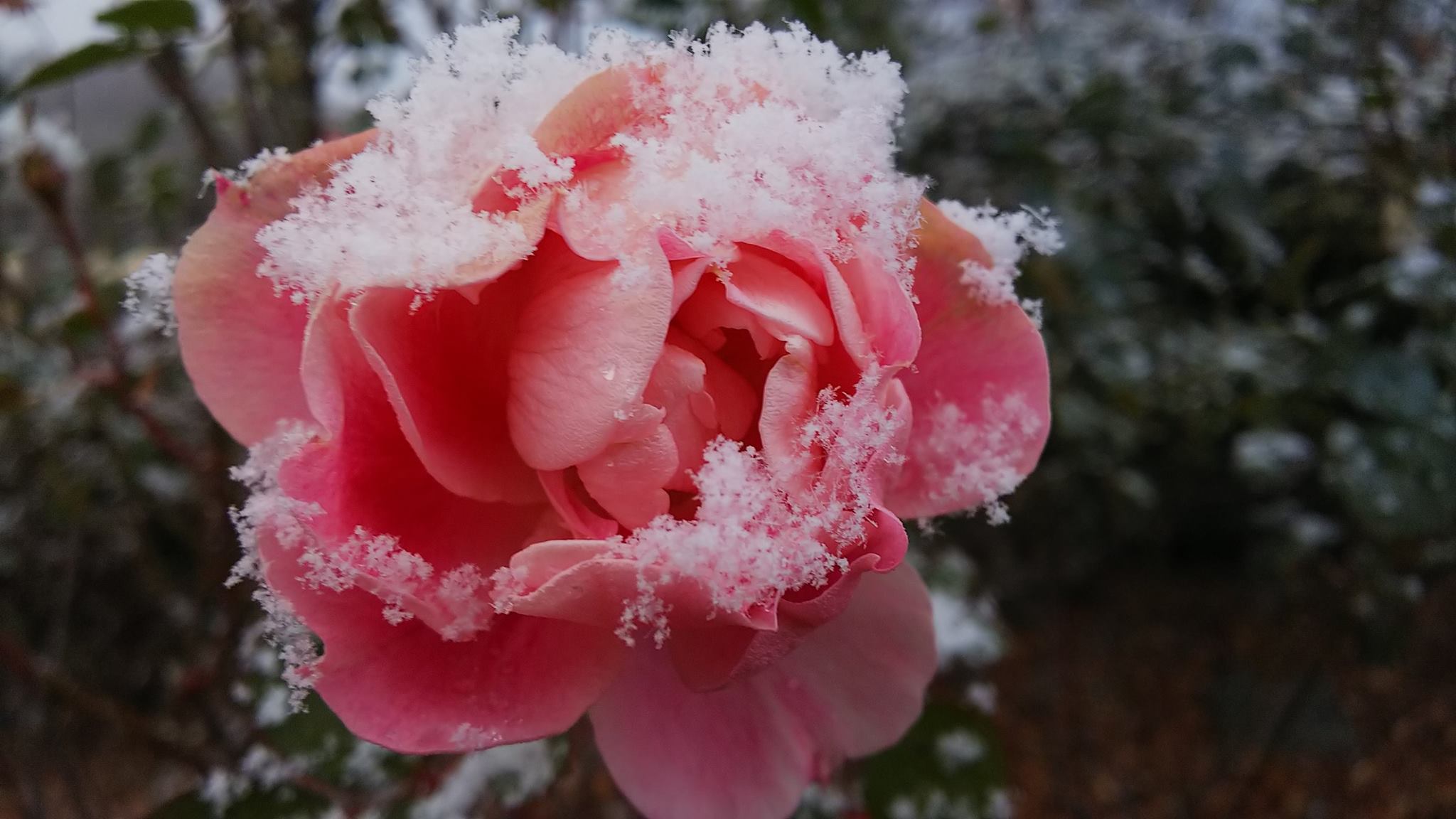 泉ボタニカルガーデンの冬のバラ Izumi West