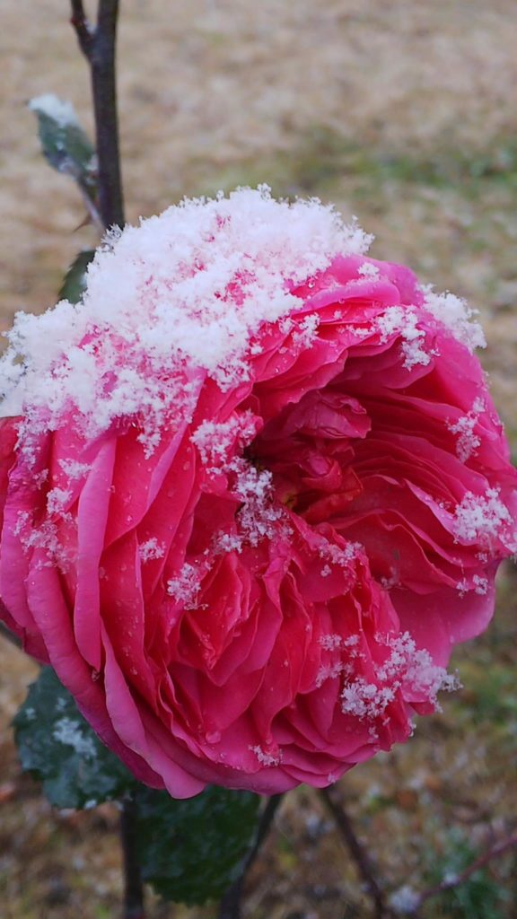 泉ボタニカルガーデンの冬のバラ Izumi West