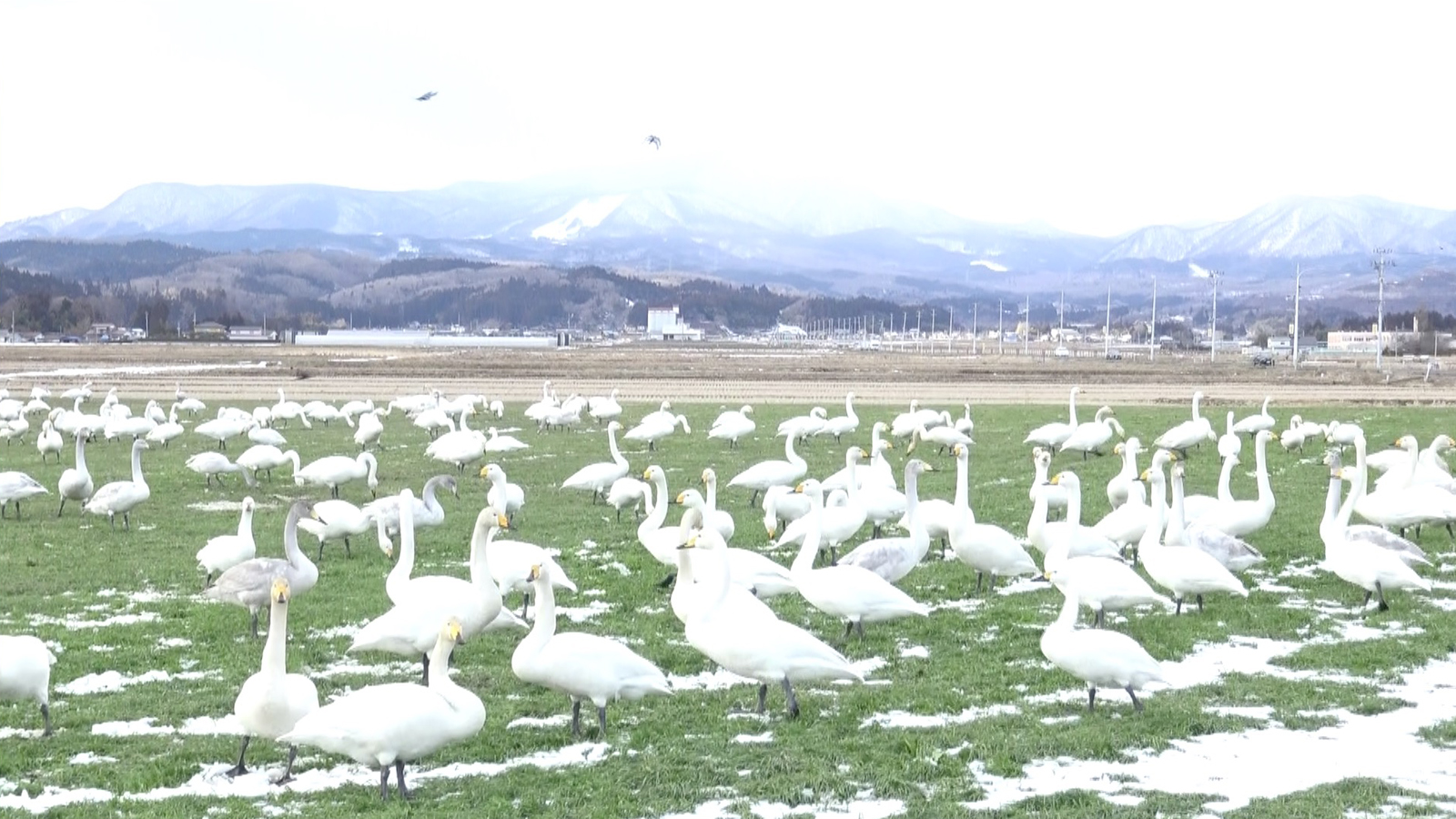 21年も泉西部地区にはたくさんの白鳥が飛来中 Izumi West